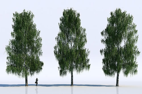 Библиотека 2D/3D-предметов - TREES - VizPeople Cut Out people
