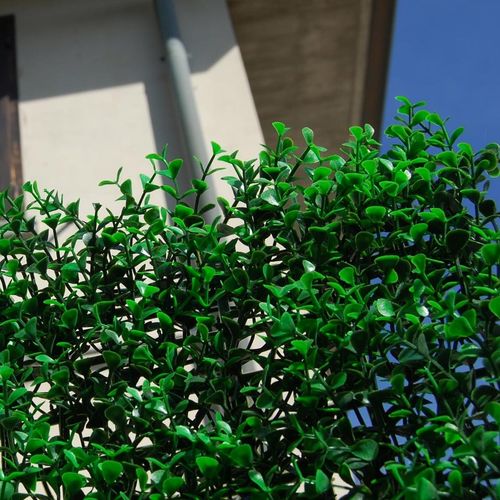 Разделительная перегородка панель - DIVY BUXUS INTENSE - Tenax UK Ltd  - из полиэтилена / модульная / 3D