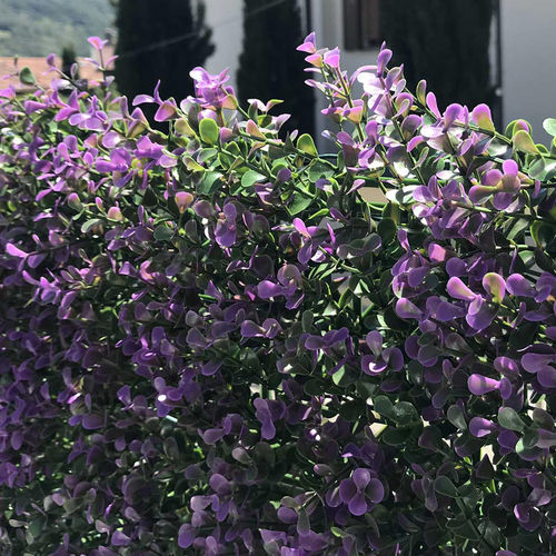Разделительная перегородка панель - DIVY BUXUS LILAC - Tenax UK Ltd  - из полиэтилена / модульная / 3D