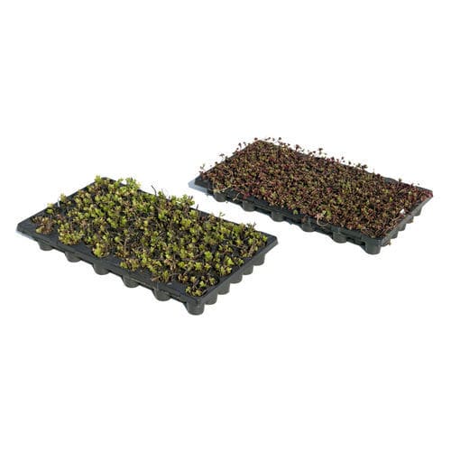 Пластиковый комплект для зеленых крыш - I.D.® PLUG PLANTS   - LE PRIEURE - экстенсивный