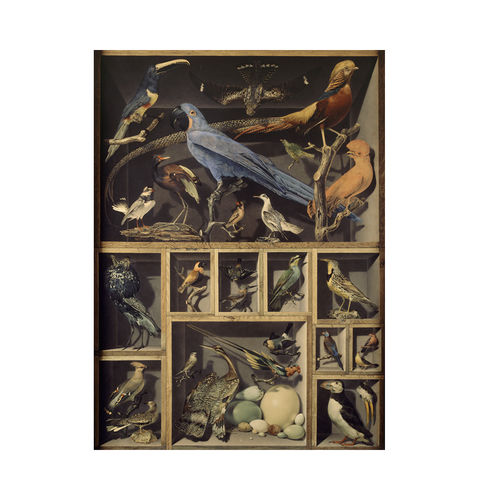 Современный обои - EXOTIC BIRDS  - Papiers de Paris - с рисунком животных / имитация обоев / песочный