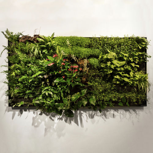 Живая изгородь из живых растений - 2M2 - GREENWORKS SWEDEN - натуральная / для интерьера / подвесная