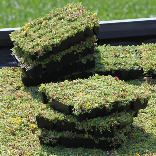 Экстенсивная "зеленая крыша" - ECCOSEDUM - ECCO PRODUCTS - для плоской кровли / герметичная / уклон между 2% и 20%