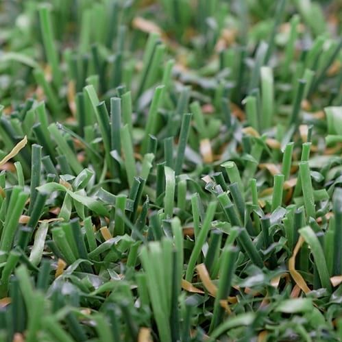 Искусственный газон - LIGATURF MOTION - Polytan Sportstättenbau GmbH - в рулонах / для спортивной площадки / многофункциональный